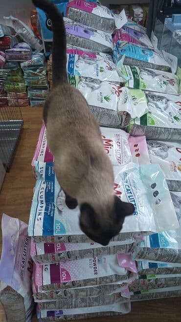 İtlər: Məhsul: Siam pişiyi. Erkək Satilir Təsvir: - Dairəvi formaya malik — 4