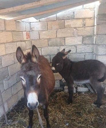 дистиллированная вода баку: Essek sudu satisi peyvendlidir temiz saglam heyvanlardi catdrilma olur — 1