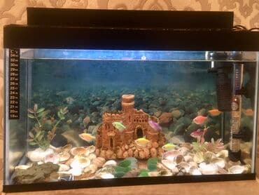 Dördbucaq akvarium, Balıqlarla birlikdə, 30 l, Ünvandan götürmə
