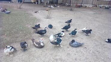 ev pişiy: 3ayliq Lal ördek balasi Məhsul təsviri: - Şəkillərdə göründüyü kimi — 2