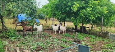 İtlər: Dişi, il: 2, Südlük — 9