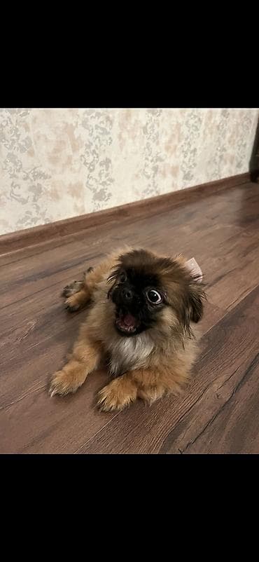 pekines itləri: Pekines — 3