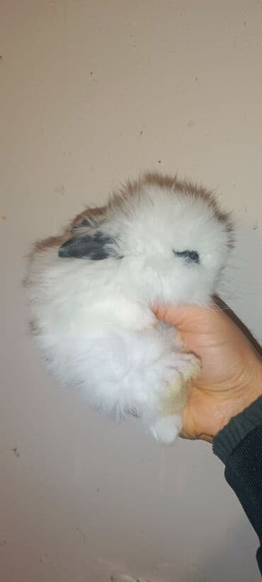 Бусы: Karlik dovşan satılır. Tam sağlam bitsiz birəsiz 100% ev dovşanıdır — 5