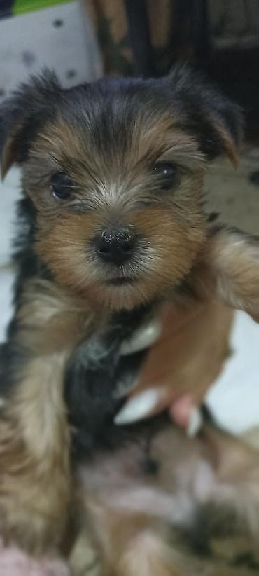 kangal sekilleri: Yorkşir teryer, 1 ay — 4