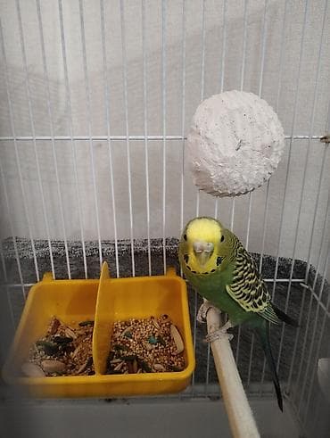 Digər quşlar: Növ: Dalğalı tutuquşu Rəng: Yaşıl bədən, sarı baş, qara-naqişli kürək — 6