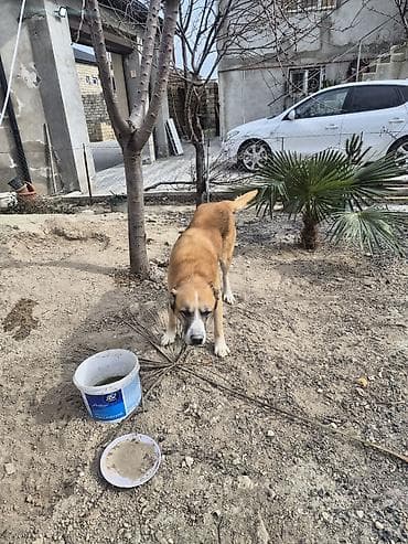 Qurdbasar, Peyvəndli