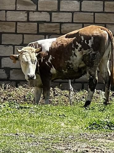 Smental satılır dişi di dogmuyub. Cavabdeehem mala lalafo.az -da Smental satılır dişi di dogmuyub. Cavabdeehem mala