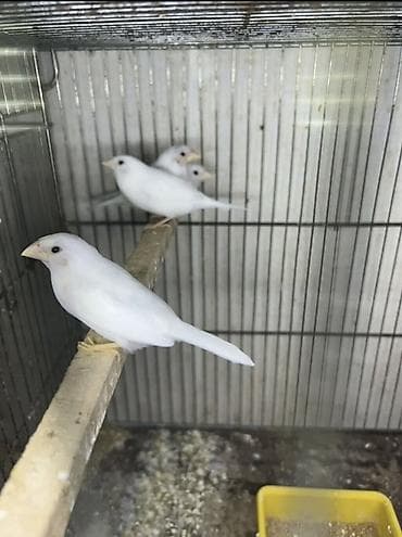 Ağ yapon maya amadinlər. 1 cüt, ikisi də mayadır. Biri 20 azn