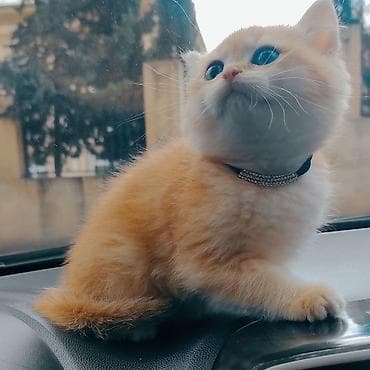 bit daragi harada satilir: Qızıl şinşilla, Dişi, Pulsuz çatdırılma — 1