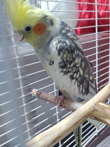 Daraq panellər: Bu papuqaya dişisini axtariram kim pay verirsə aliram Nymph — 4