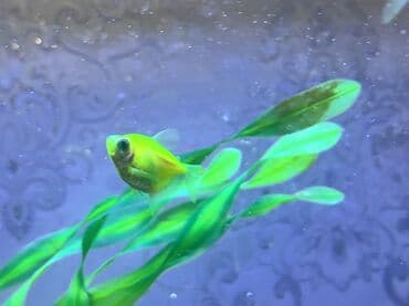 Balıqlar: Tetra balığı, Sülhsevər, Ödənişli çatdırılma — 10