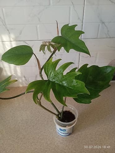 Комнатные растения: Yalnız real alıcılar şəxs yazsın!!! Filodendron bipinnatifidum — 2