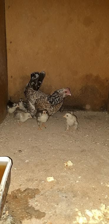 Temiz cins yaponka (Bantam) balaları satılır. - Sayı: 5 ədəd - Cins — 4