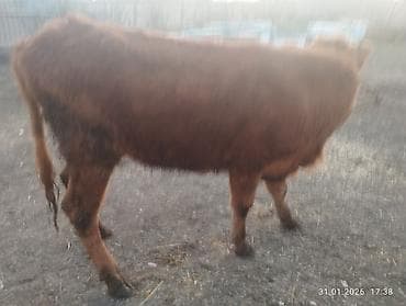 Yemlər: Qara dügə 8 aylıq boğazdır sakit heyvandi Qiymət 2100 Sarı dişi dana — 9
