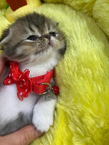 pisik ag: Ekzot — 3