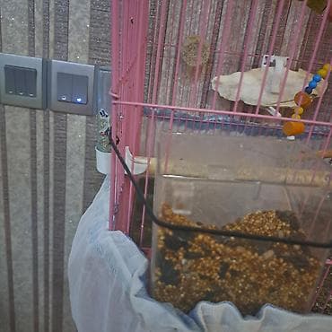 Akvarium aksessuar və ləvazimatları: Qəfəs və aksesuar dəsti – xırda ev quşları üçün - Ölçü: orta həcmli — 3