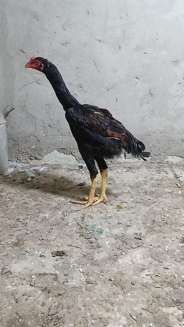 qarğa balası satılır: Toyuq cücələri, Damazlıq — 5