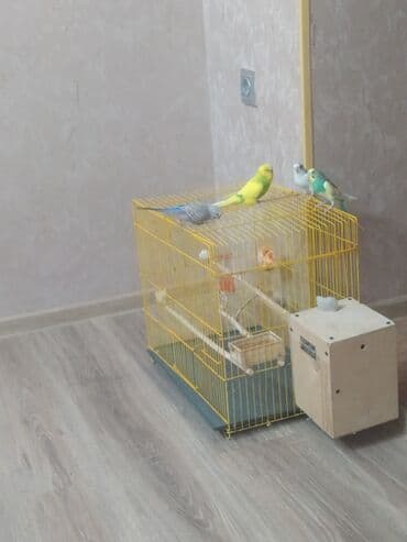 Sarı rəngli, düzbucaqlı formalı quş qəfəsi təklif olunur. Qəfəs