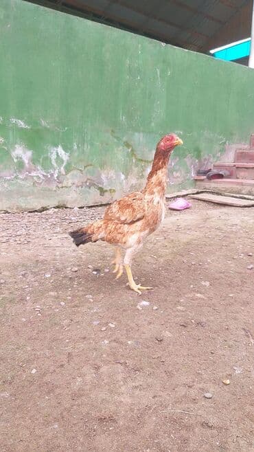 lavanda ordək: Erkək, Damazlıq, Ödənişli çatdırılma — 5