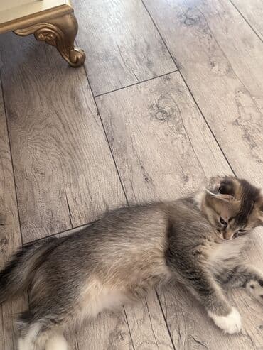 Şinşilla, Erkək, Yaxşı əllərə, Ünvandan götürmə