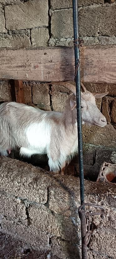 qala cinsi qoyun satilir: Erkək, Zanen, il: 2, 50 kq, Damazlıq — 4