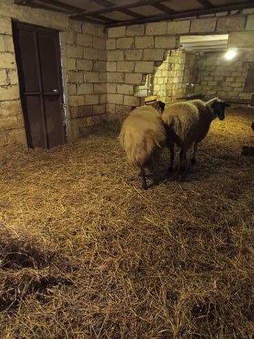 Inəklər, öküzlər: 1,2 günə doğan 1 ci qarın şəklər satılırlar. Digərlərini qəssaba — 4