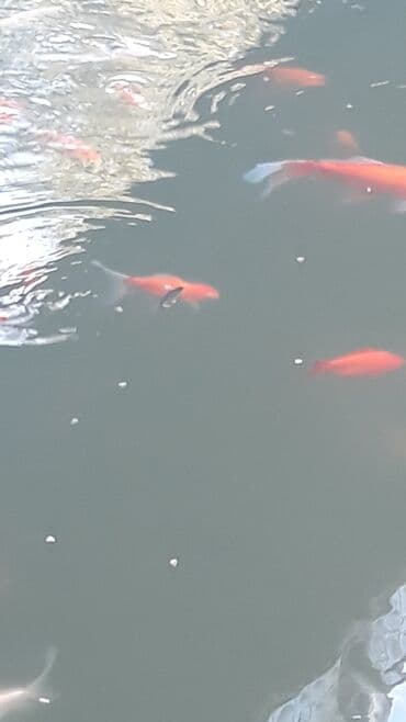 nemo baligi: Yapon qizil baliqlari — 5