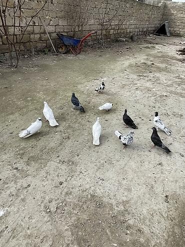 10 dene quşdur tam saglam heyvanlardı lalafo.az -da 10 dene quşdur tam saglam heyvanlardı