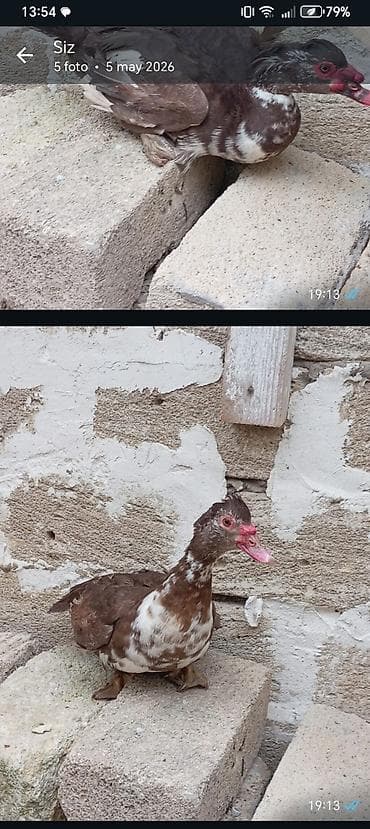 Əssalamın əleykum yeni krasnadar sort ördəy yumurtaları satılır ünvan lalafo.az -da Əssalamın əleykum yeni krasnadar sort ördəy yumurtaları satılır ünvan