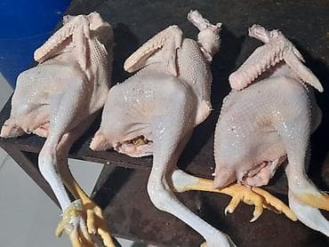 Ət məhsulları: Kənd toyuğu Toyuq Bütöv — 4