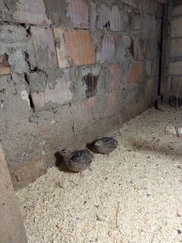 Inəklər, öküzlər: Bıldırcınlar satılır - Cins: Yapon bıldırcını (fotoşəkildə müxtəlif — 1