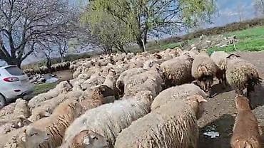 ətlik inək cinsləri: Satış: Qoyun sürüsü 0509813022 - Növ: Qoyun (ana qoyunlar üstünlük — 2