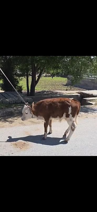 Cins: Qəhvəyi-ağ rəngdə, simmental tipli dana Növ: Erkək (şahkulu