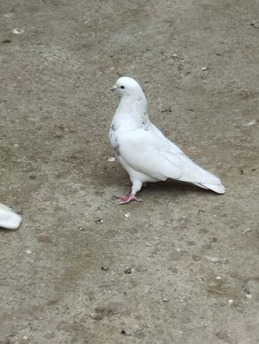 evde tisbaga saxlamaq olarmi: Məhdud sayda dekorativ göyərçinlər – Rəng çeşidi: ağ, ağ-göy naxışlı — 6