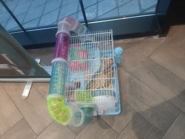 hamster satış: Hamster ailəsi yuva ile birge satilir.umumilikde 6 sı kicik olmaqla 12 — 6