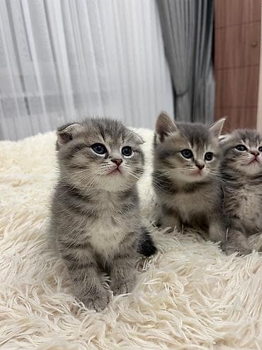 cins pisik: Balaca pişik balaları - Cins: boz və tünd zolaqlı (tabby naxışlı) — 8