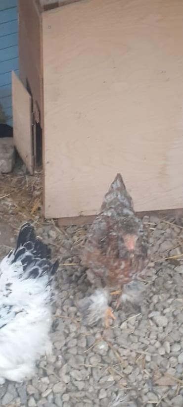 Индюшки: Braun cins toyuq yumurtalari təmiz cins toyoqlardir Məhsul təsviri — 2