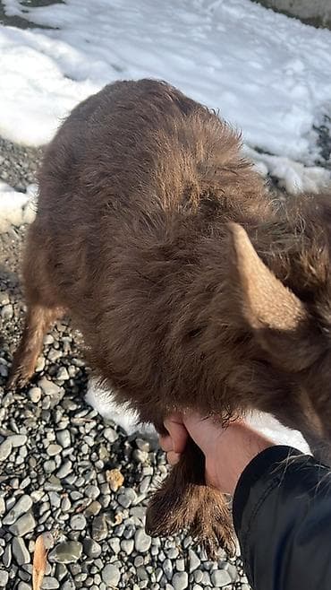 2 ayliq cuceler: Qəhvəyi yunlu balaca keçi (quzu ölçülü oğlaq). - Növ: yerli dağ — 3