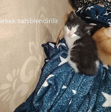 bala pişik pulsuz: Dişi, Yaxşı əllərə — 1