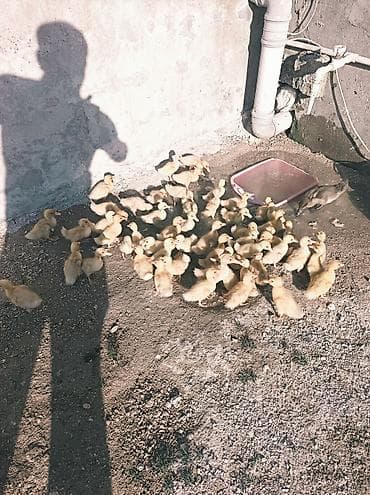 С/х животные и товары: Satılır: ördək balaları (küçə şəraitində saxlanılan iri balalı sürü) — 2