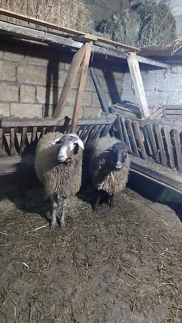 inek adlari azerbaycan: İki baş Şişek Satılır Heyvanlar tam sağlamdır heç bir problemi yoxdu — 1