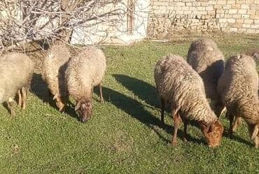 Atlar: Salam tam saglam 15 dene bogaz qoyun — 4