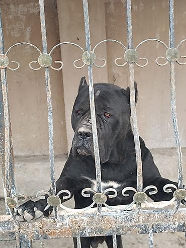 Kane-Korso, 2 il, Erkek, Peyvəndli