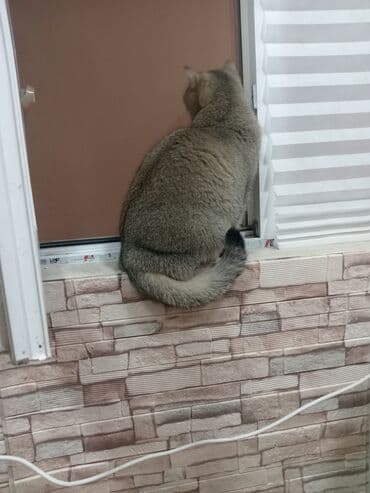 Lincoln: Британская, Самка, В добрые руки, Платная доставка — 5