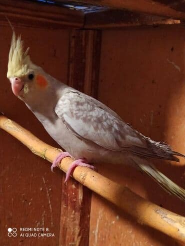 tutu guşu: Diqqet quslarin altinin ve yerinin temizliyine fikir verin — 3