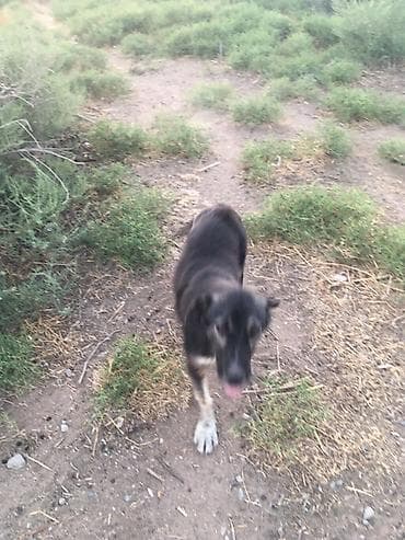 heyvan paltarları: Peyvəndli — 2