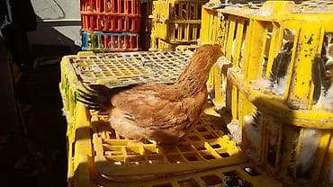 toyuq dami: COLPALAR 7MANATDI COX GÖTÜRENE 6MANAT 50Lİ QƏPİY OLACAQ ÜNVAN — 1