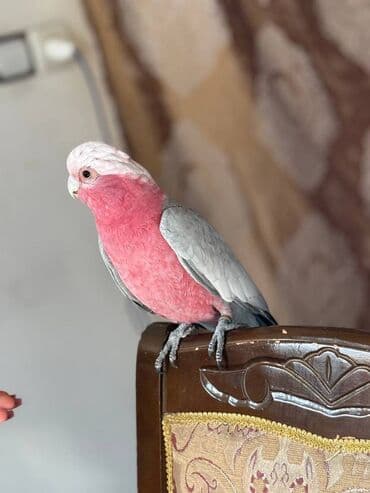 Quşlar: Kakadu Tutuqusu (Papuqay) Kakadu cinsine aid olan erkek tutuqusu — 5