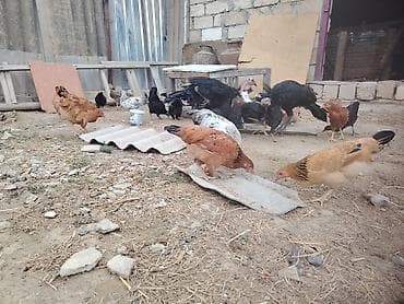 Qarışıq yerli toyuq sürüsü - Rəng və cins müxtəlifliyi: qəhvəyi lalafo.az -da Qarışıq yerli toyuq sürüsü - Rəng və cins müxtəlifliyi: qəhvəyi