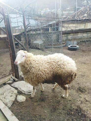 cins qaz: Qoyun – yerli təsərrüfatdan hərkəsə salam sağlam heyvandır.diri — 6